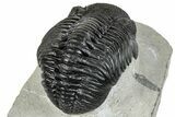 Bargain, Curled Pedinopariops Trilobite - Mrakib, Morocco #287710-4